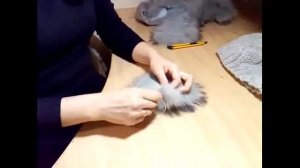 Мастер-класс меховой помпон своими руками для связанных шапок