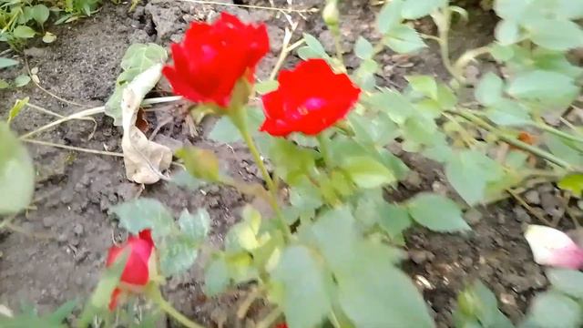 Наконец-то дожди закончились #16июня #2023год #солнечныйдень #солнышко #восходсолнца #голубоенебо