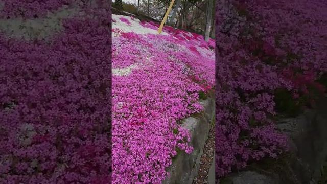 SHIBASAKURA(moss phlox ) in JAPAN