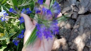 КРАСИВЫЕ МНОГОЛЕТНИЕ ЦВЕТЫ ИЗ СЕМЯН . ГОРЕЧАВКА  , ГИБИСКУС  , ФЛОКСЫ  , ГВОЗДИКА  , ВЕРОНИКА  ...