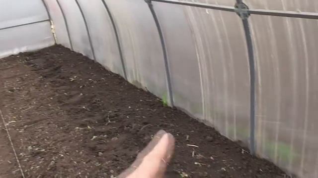 ВЫСАДКА ТОМАТОВ В ТЕПЛИЦУ (СО ВСЕМИ ПОДРОБНОСТЯМИ). Ольга Чернова.