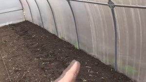 ВЫСАДКА ТОМАТОВ В ТЕПЛИЦУ (СО ВСЕМИ ПОДРОБНОСТЯМИ). Ольга Чернова.