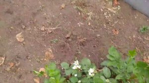 #28 малина Пшехиба. Размножение маточным корнем. Обзор ежевики  Фридом,. Альбион на 10 апреля.