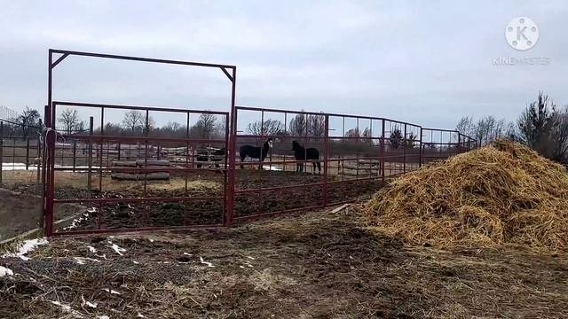 Запрягли коня другий раз. Об'їздка коня.