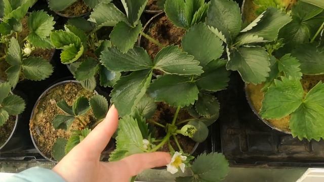 Саженцы клубники.  Сорта.  Развитие растений в теплице и открытом грунте 07 04 2020