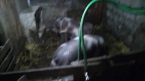 КАК КОРМИТЬ ПОРОСЯТ. Рацион кормления