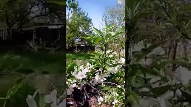Как правильно обработать яблоню весной
