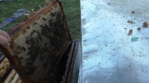 ВАЖНЫЙ МОМЕНТ на пасеке  не ПРОСМОТРЕТЬ.