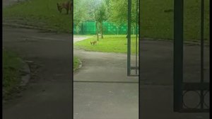 живоловушка на лису , Ловушка в работе ,лиса и лисёнок