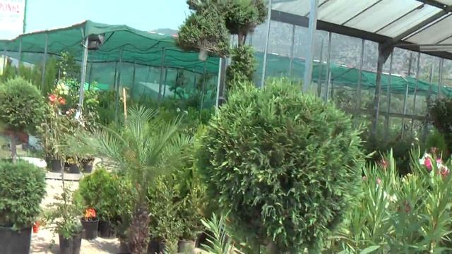 ГРЕЦИЯ: Магазин деревьев в Греции... GREECE смотреть онлайн