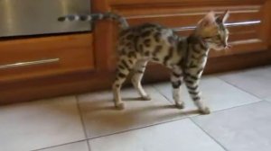 Бенгальские котята -15.10.2012 - BENGAL KITTENS for SALE