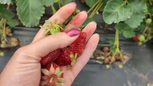 #Земклуника #Купчиха - ягода со вкусом и ароматом лесной земляники в Сибири