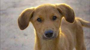 Рассказы Чехова А.П. /  Дорогая собака