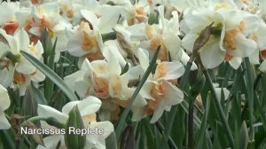Narcissus Replete - Narcissus Bulbs from Holland