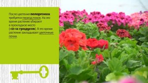 Выращивание пеларгонии. Секреты пышного цветения