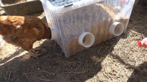Кормушка для кур на даче В курятник для ленивых ?