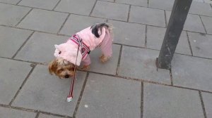 Dog vlog\Дог влог. Поездка к ветеринару с Йорком,  💉прививка.