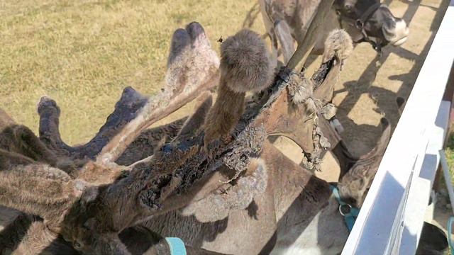 Северный олень часть 2 смотреть онлайн