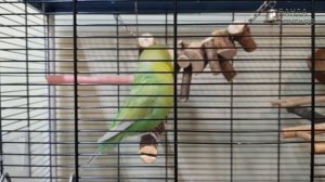 ?Как располагать игрушки и качели в клетке попугая