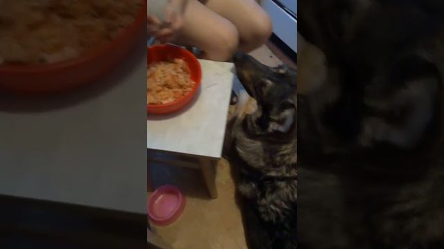 Кошка и креветки смотреть онлайн