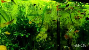 Кормление самцов гуппи  замороженным белым мотылем коретрой