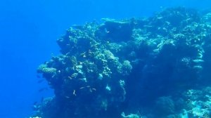 The underwater world of Red sea Egyptian coral reef Pyramisa Sahl Hasheesh