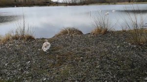 Наша собачка Алиса ушла на радугу... 07.03.2020