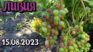 Виноград ЛИВИЯ на 15.08.2023