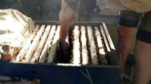 Пчеловодство.Мой Бакфаст Б-43 в лежаке.