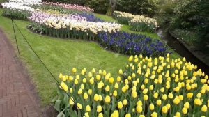 Парк тюльпанов. КЁКЕНХОФ (Keukenhof). НИДЕРЛАНДЫ.