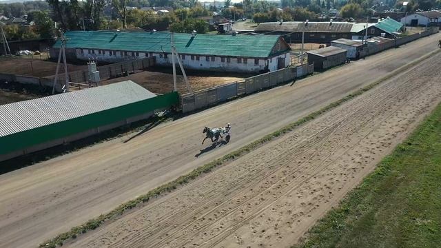 10.09.2022г. Групповой заезд для лошадей Орловской Рысистой породы 4-х лет и старше 1600м смотреть онлайн