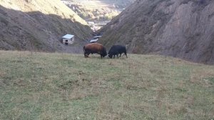 Бежта бои быков, бык Загала, Бежта, Дагестан.2019г
