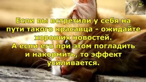 Рыжий кот. Приметы и суеверия, когда он в доме.