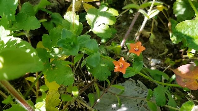 Очный цвет | Жизнь в Адлере смотреть онлайн