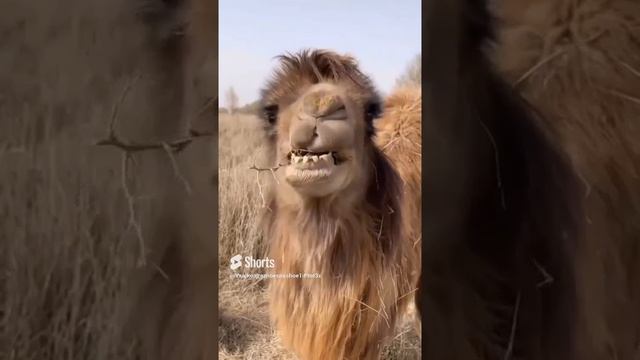 А Вы видели как верблюд ест колючка🐪🐫