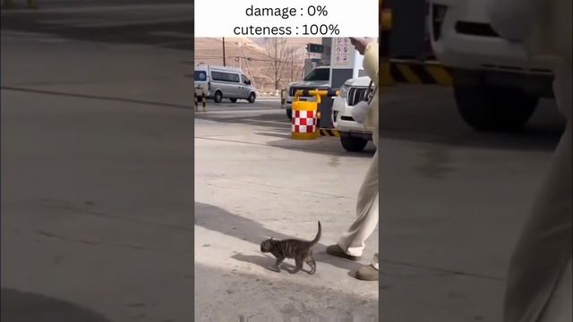 котэ