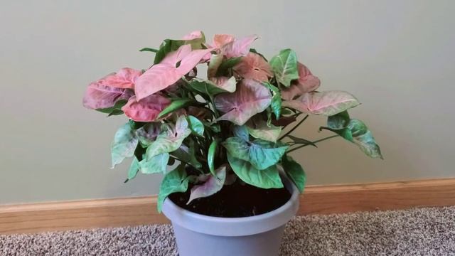 UPDATE Syngonium Neon Robusta 01 Part 002 | Plant Vlog 176 смотреть онлайн