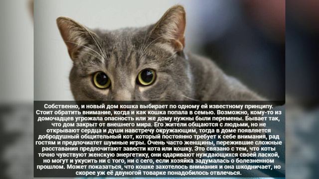 Как кошка показывает о присутствии негатива в доме?Диагностика негатива кошкой. смотреть онлайн