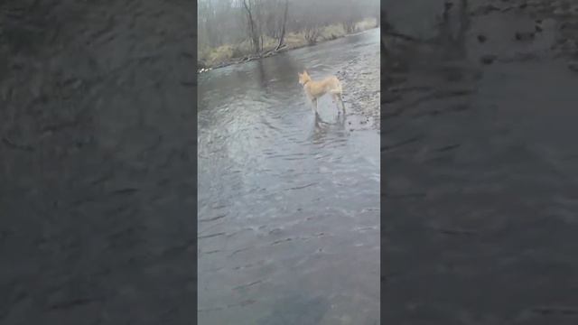 рыбалка дальнего востока-хабаровский край. речка тута.