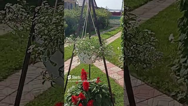 Композиция из цветов_ Алиссум вегетативный, Сальвия и Цинерария Приморская. Сибирь.