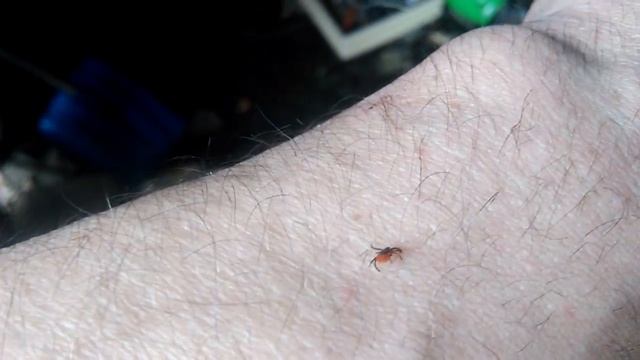 САМОЕ ОПАСНОЕ СУЩЕСТВО В ТАЙГЕ смотреть онлайн