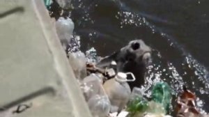 Корова тонет