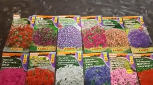 ?Прекрасная ампельная петуния Джоконда.Каскад и мини.