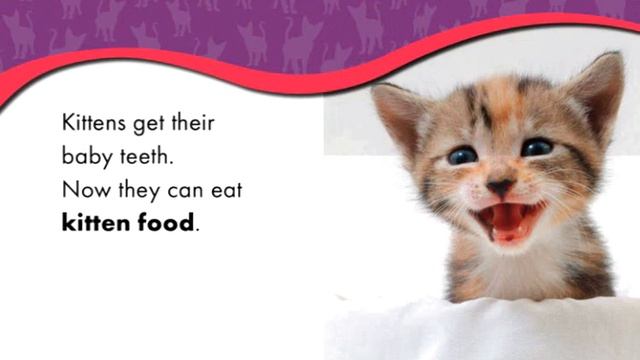 Kittens: Watch Animals Grow from Epic Online Book смотреть онлайн