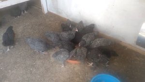 Индюшата.Цыплята Малины (Мехеленская кукушка).