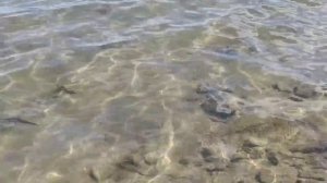 ИГРУШЕЧНЫЙ КОРАБЛИК ловит рыбу! Как такое возможно?! Рыбалка на ПОПЛАВОК.