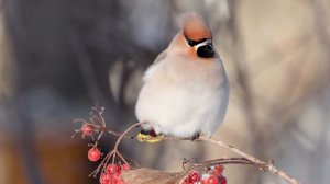 Свиристель. Мороз -28°С. Дневник натуралиста. 4 января 2024 г.