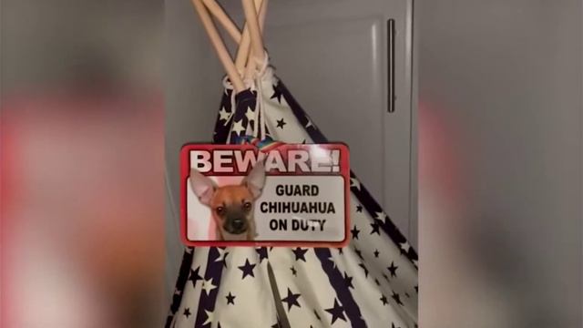 Приколы | Приколы с животными | Приколы 2023 | Самые смешные животные | Ржу не могу 😂😂😂