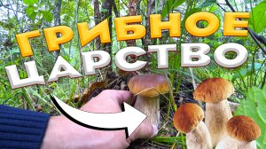 ? Невозможно пройти мимо таких красивых грибов ? Белые грибы как в сказке ? Грибное ЦАРСТВО ?