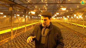 ВЫРАЩИВАНИЕ РАССАДЫ ОГУРЦОВ В ТЕПЛИЦЕ (30-11-2018)